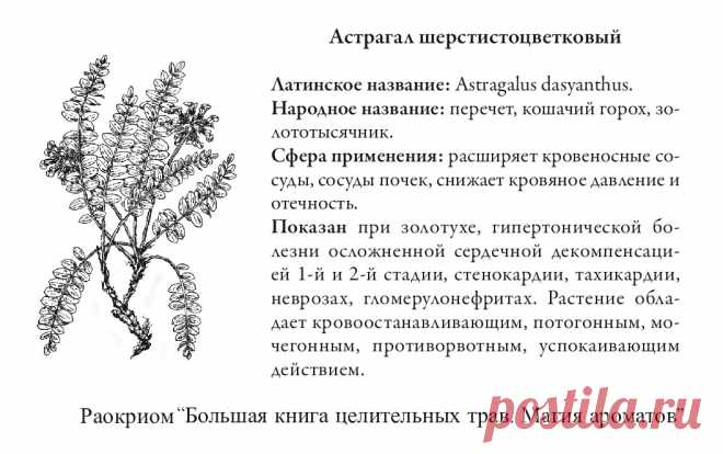 Астрагал шерстистоцветковый