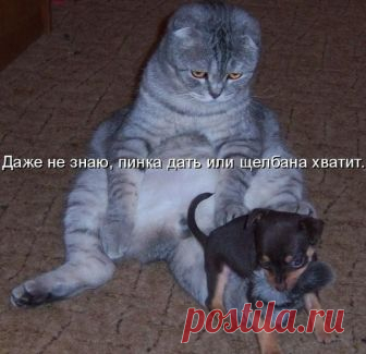 Смешные мысли вслух Много забавных фото с котиками и кошечками. Самые популярные картинки из соц. сетей.