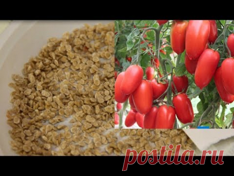 Семена Даром!!! Всхожесть 100%!