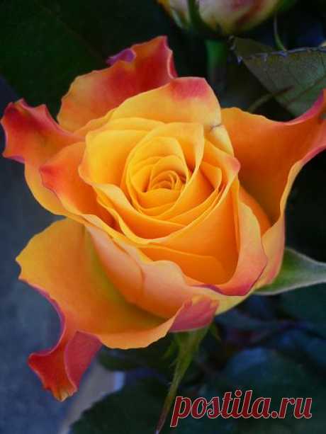 Rose  
от Luigi Strano  |  Pinterest • Всемирный каталог идей