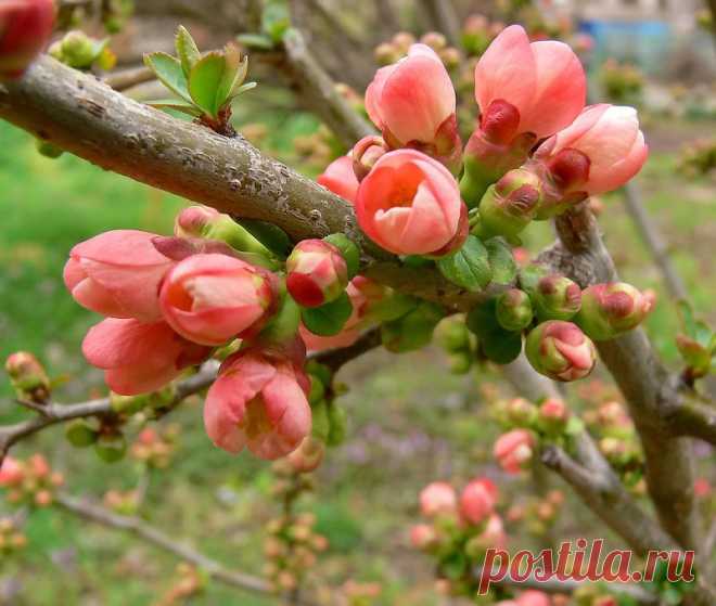 Айва японская