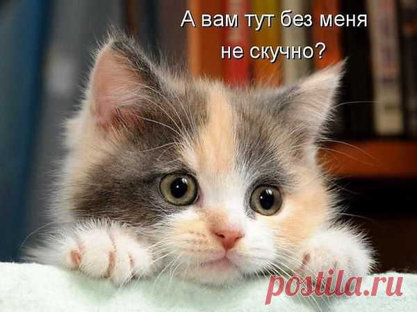 коты