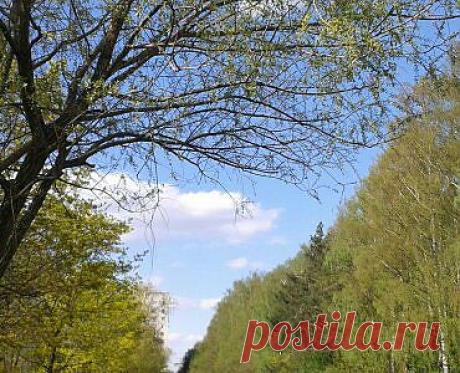 Под сенью деревьев