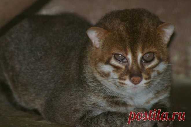 Необыкновенные кошки в дикой природе