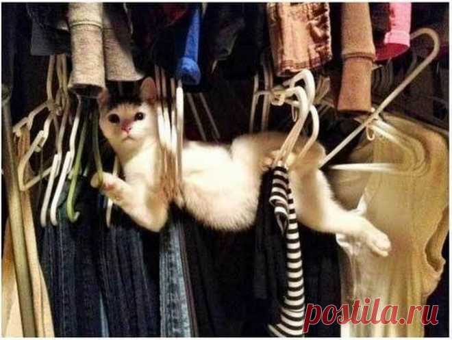 Смешные котофеи