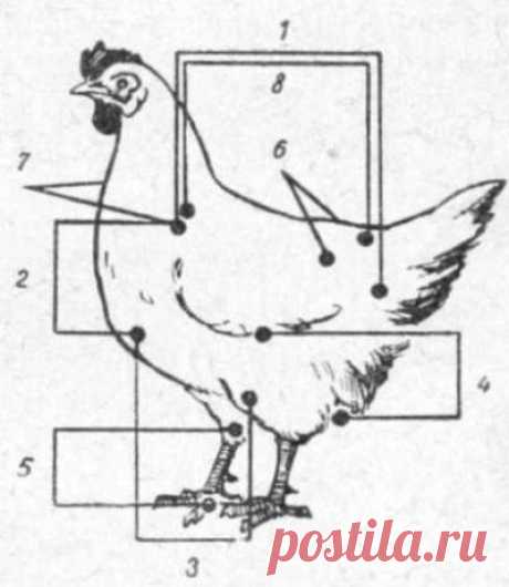 Птицеводство