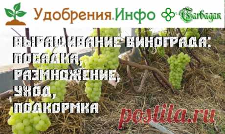 Выращивание винограда: посадка, размножение, уход, подкормка. Содержание:
1.Выбираем посадочный материал
2.Видео: размножение винограда черенками
3.Видео: обрезка и укрытие винограда на зиму
4.Видео: семинар по выращиванию винограда в средней полосе
5.Выращивание в средней полосе
6.Выращивание винограда в северных районах
7.Видео: выращивание винограда в условиях северных широт