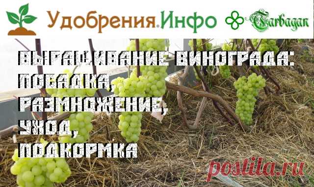 Выращивание винограда: посадка, размножение, уход, подкормка. Содержание:
1.Выбираем посадочный материал
2.Видео: размножение винограда черенками
3.Видео: обрезка и укрытие винограда на зиму
4.Видео: семинар по выращиванию винограда в средней полосе
5.Выращивание в средней полосе
6.Выращивание винограда в северных районах
7.Видео: выращивание винограда в условиях северных широт