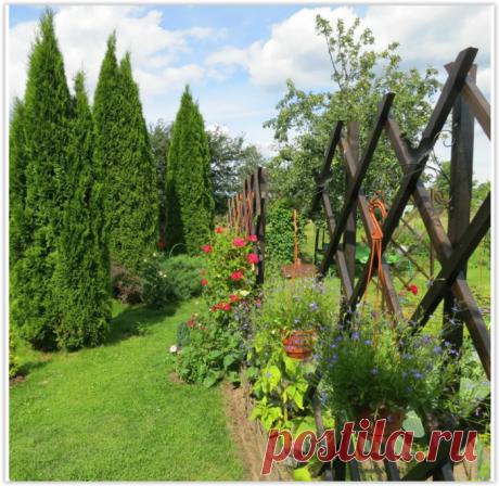 Вырастила в саду целую аллею туй - делюсь своим способом их укоренения