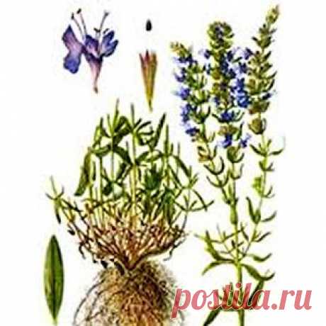 КОМПРЕССЫ ИЗ ИССОПА И СПОКОЙСТВИЕ ПОМОГУТ ПРИ ГЛАУКОМЕ