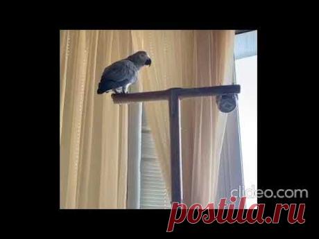 Наш Тимоша соловей🦜