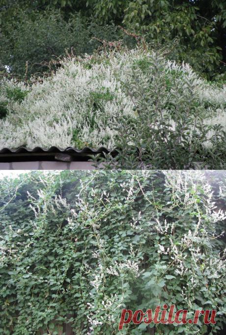 Горец бальджуанский | Самоцветик