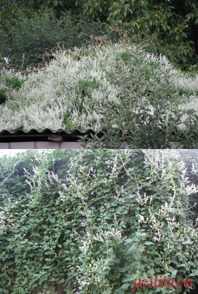 Горец бальджуанский | Самоцветик