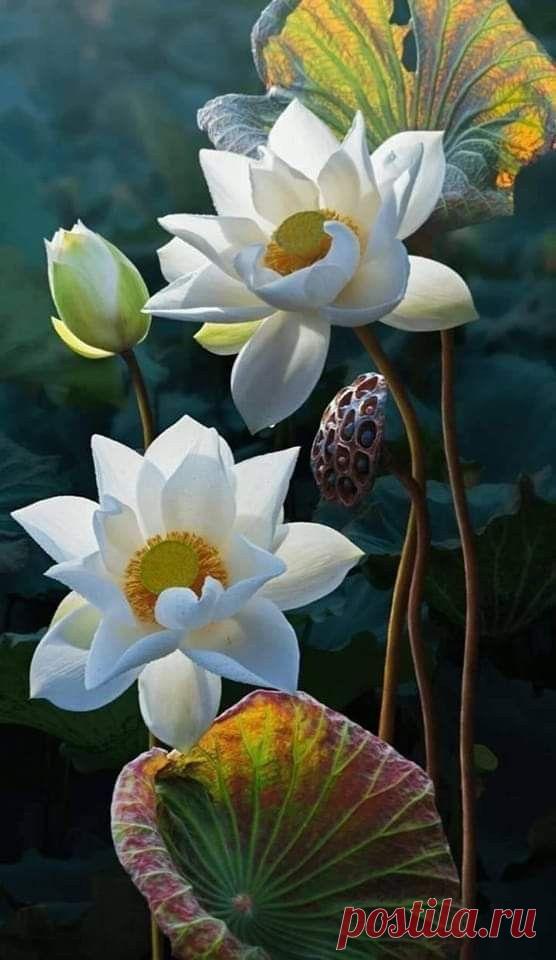 Пин на доске çiçek