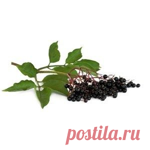 БУЗИНА ОЧИСТИТ ОРГАНИЗМ, ПОМОЖЕТ ИЗБАВИТЬСЯ ОТ БОЛЕЗНЕЙ