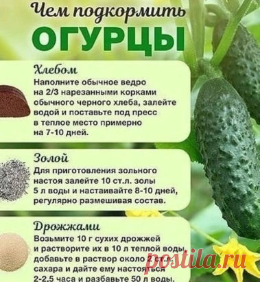 Чем подкормить огурцы
