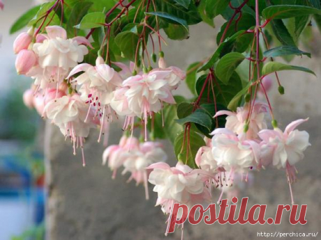 12 ОТЛИЧНЫХ СПОСОБОВ УДОБРИТЬ ДОМАШНИЕ РАСТЕНИЯ  / Спортивная женщина!