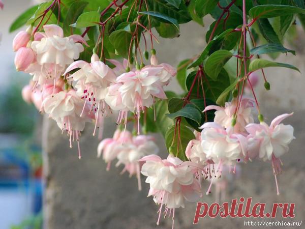 12 ОТЛИЧНЫХ СПОСОБОВ УДОБРИТЬ ДОМАШНИЕ РАСТЕНИЯ  / Спортивная женщина!