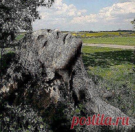 (50) Одноклассники