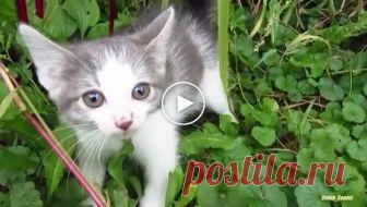 Дикий котенок впервые увидел человека