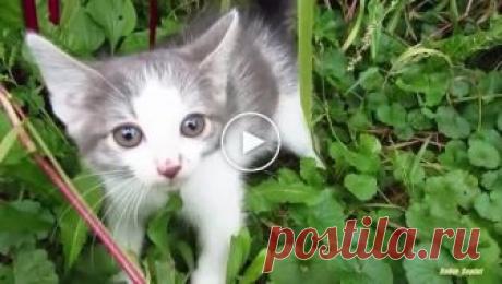 Дикий котенок впервые увидел человека