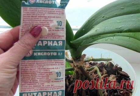 ЯНТАРНУЮ КИСЛОТУ ДЛЯ РАСТЕНИЙ ПОКУПАЮ ТОЛЬКО В АПТЕКЕ — Мир Растений