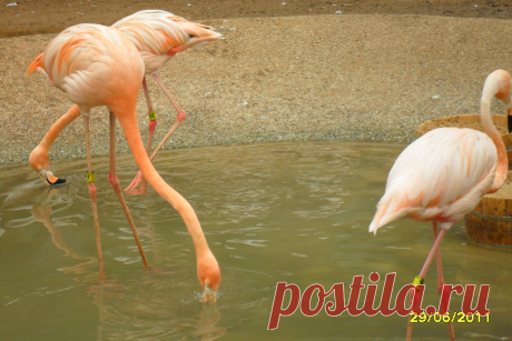розовые фламинго