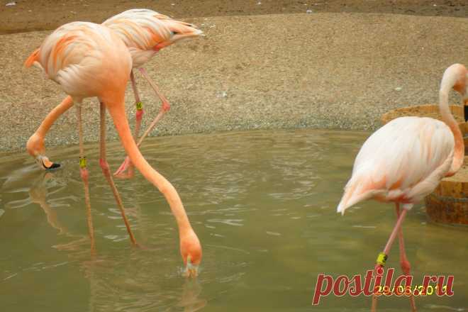 розовые фламинго