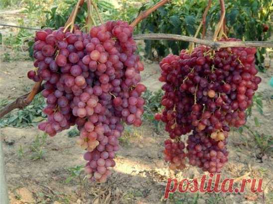 https://ok.ru/vinogradsa
Продажа саженцев элитных  морозостойких  крупноплодных урожайных сортов винограда на Весну 2018, 
высылаю в Казахстан,Беларусь и по России,саженцы с мощной корневой