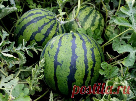 Выращиваем арбузы в домашних условиях