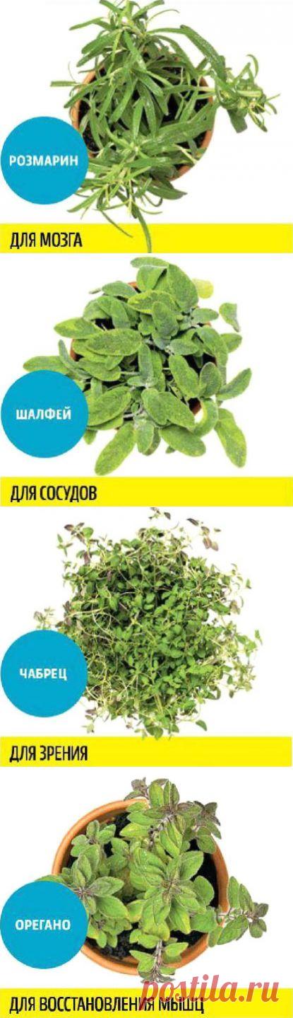 Какую зелень можно выращивать круглый год на подоконнике, чтобы быть здоровым