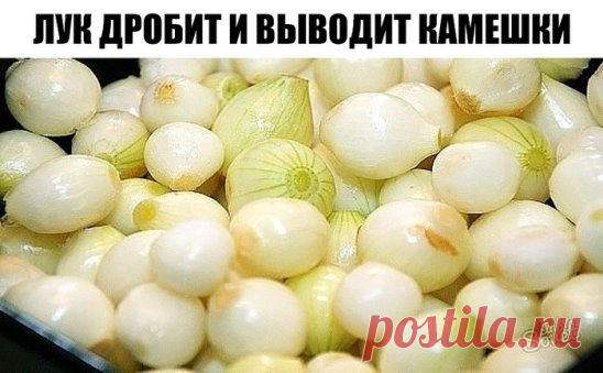 Лук дробит камешки и выводит из организма
Ледкова Галина Ивановна: рецепт действительно уникальный, оставшийся от мамы, работавшей врачом-гомеопатом в Московской Кремлевской больнице. Эффективен и прост в применении.
2 кг репчатого лука очистить от шелухи. Мелко порезать или крупно натереть. Смешать с 2 кг сахарного песка.
Томить два часа намедленном огне, помешивая, чтобы не пригорел. Вместо кастрюли прекрасно томить в скороварке. Получается 2 – 2,5 л янтарной массы. Разложить по банкам. Одну