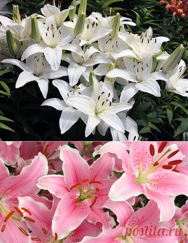 (47) Одноклассники