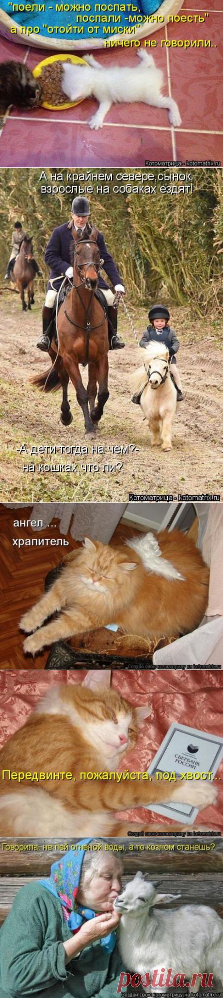 Поели, поспали, отойти от миски не успели | Дай лапку