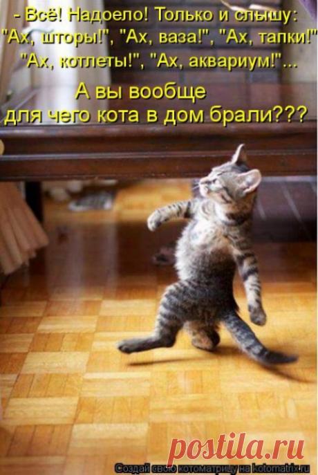 Понять и простить — забавная подборка напроказивших животных, которые ну совсем ни в чем не виноватые!
