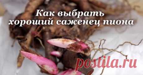 Как выбрать лучшие пионы. Советы при покупке саженцев