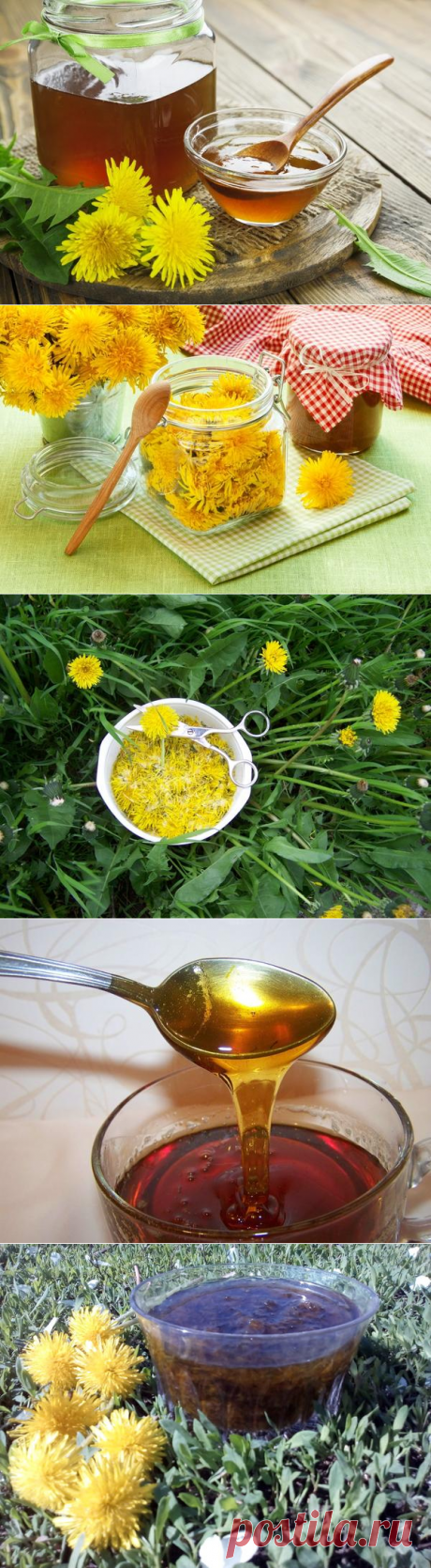 Варенье из одуванчиков - необыкновенно вкусно и полезно! / варенье / 7dach.ru