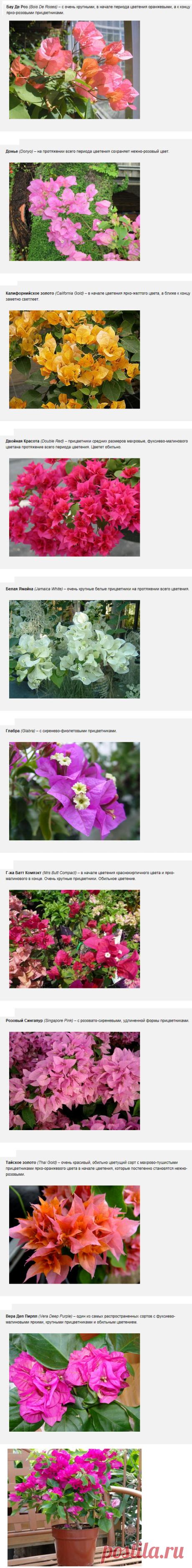 Бугенвиллия (Bougainvillea). Фото видов и сортов цветка