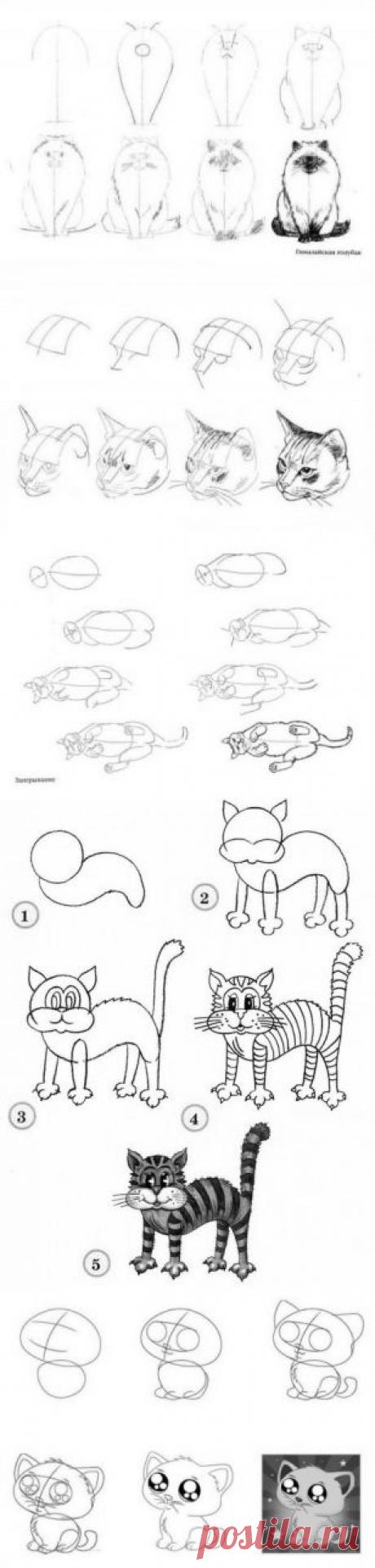 Как рисовать котёнка: 20 пошаговых схем с объяснениями