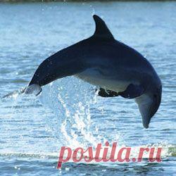 Беременность для дельфинов – тяжкое бремя, в прямом смысле - Дельфин и природа - Все о дельфинах