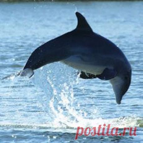 Беременность для дельфинов – тяжкое бремя, в прямом смысле - Дельфин и природа - Все о дельфинах