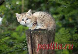 Неуловимый барханный кот появился на публике впервые за 10 лет