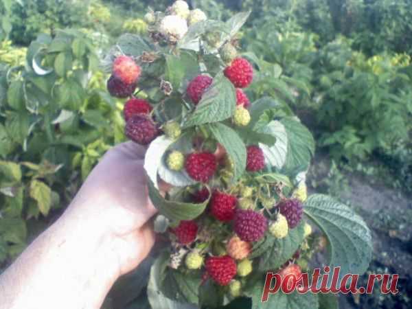 Секреты хорошего урожая малины / Кустарники / 7dach.ru