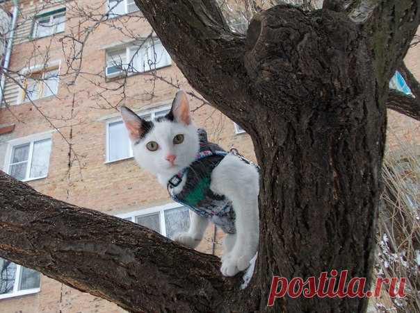 Просто решили покормить на улице...