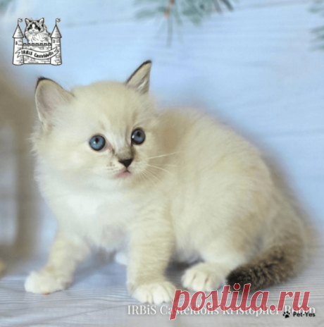 Кошка Рэгдолл 10 месяцев, 19 дней купить Санкт-Петербург | Pet-Yes