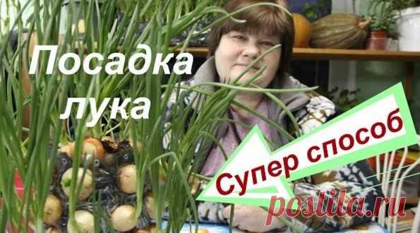 Лук на зелень. Супер способ.