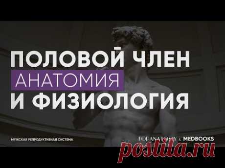 Анатомия и физиология полового члена