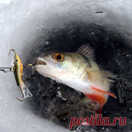 Подлёдный лов. Комсомолка, месье и ВВП
