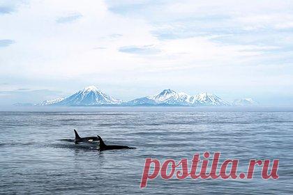 Сразу три подводных землетрясения произошли в российском регионе. Сразу три подводных землетрясения магнитудой от 4,2 до 5,2 произошли возле полуострова Камчатка в воскресенье, 14 мая. Все они были зафиксированы в акватории Тихого океана на глубине 10, 26 и 68 километров. Их эпицентры находились в 118, 116 и 94 километрах южнее и юго-восточнее поселка Усть-Камчатск.