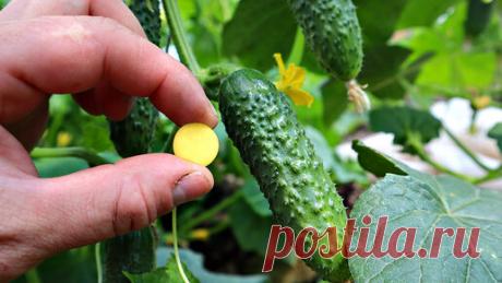 Чем опрыскать огуречную грядку чтобы долго плодоносила и не желтела? Расскажу как сделать в деталях. | Сад огород life | Дзен